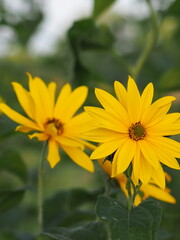 Obraz premium gelbe blume