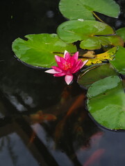 Seerose auf Koiteich 