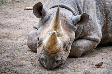 Obraz premium Ostafrikanisches Spitzmaulnashorn ( Diceros bicornis michaeli ).