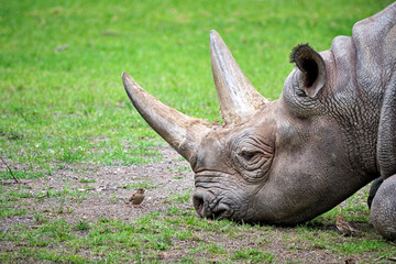 Fototapeta premium Ostafrikanisches Spitzmaulnashorn ( Diceros bicornis michaeli ).