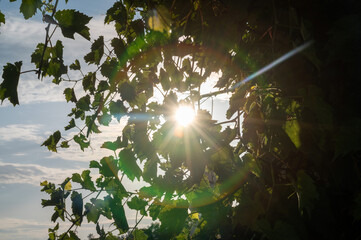 sunflare through wine grape leaves