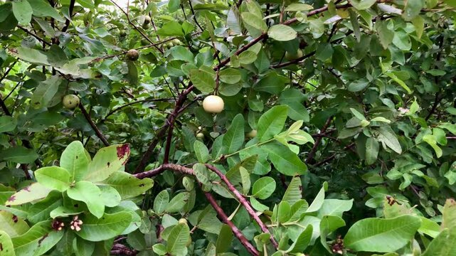 Capturing a high-resolution 4K close-up video of a guava tree branch adorned with numerous immature guava fruits. 