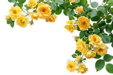 PNG Vibrant yellow roses on branches