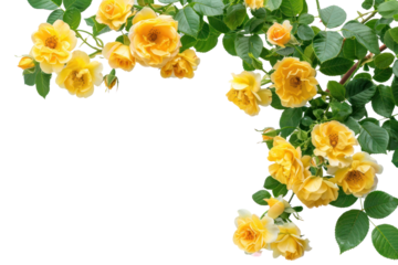 PNG Vibrant yellow roses on branches