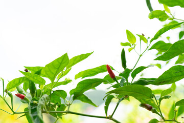 Closeup of Peprika chill on red and green