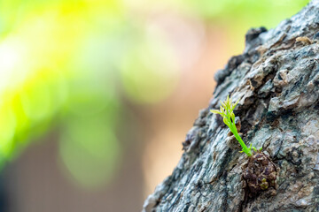 Little branch growing from big tree, growth concept