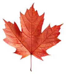 Obraz premium PNG Vibrant autumn maple leaf photo