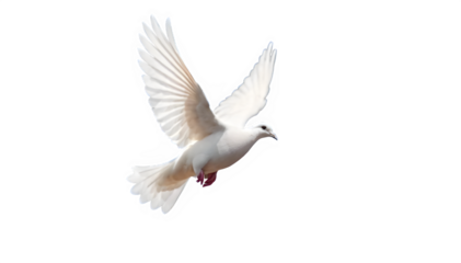 colombe oiseau blanc détouré