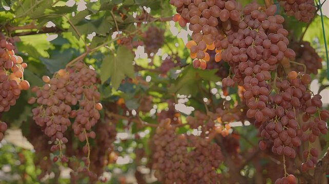 Red table grapes under an awning 2