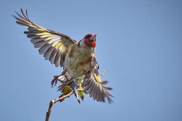 Stieglitz ( Carduelis carduelis ).