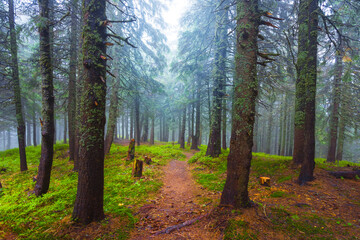 ground road through misty green fir forest, beautifu summer outdoor travel scene
