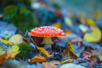 closeup red flyagaric mushroom in wet autumn forest