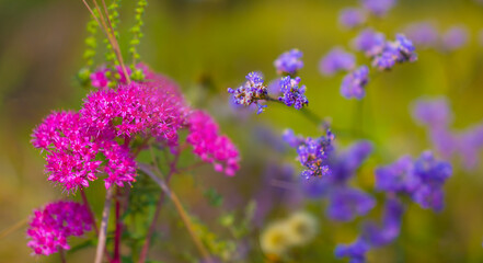 Fototapeta premium closeup wild autumn flowers in a prairie