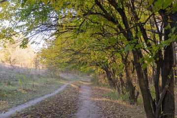 Fototapeta premium Empty walking path through autumn deciduous forest. Dirt road inside trees with yellow leaf in woodland. Treelined footpath way forward through autumn foliage color. Atmospheric mood of idyllic fall.