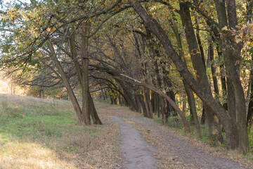 Fototapeta premium Empty walking path through autumn deciduous forest. Dirt road inside trees with yellow leaf in woodland. Treelined footpath way forward through autumn foliage color. Atmospheric mood of idyllic fall.