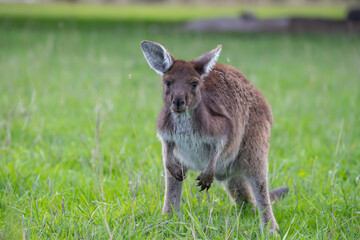 Very cute little wallaby kangaroo is grazing on a green meadow among flowers in Australia, wildlife and beauty in nature