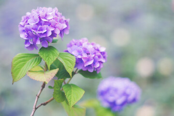 Obraz premium 梅雨の晴れ間の日差しに輝く紫陽花 