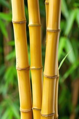 Fototapeta premium Close-Up of Golden Bamboo Stalks, Creating a Natural and Serene Background, in a Lush Environment