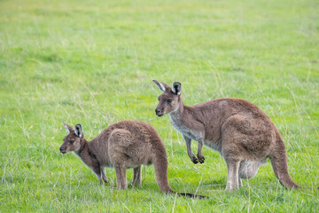 Two cute wallaby kangaroo is grazing on a green meadow among flowers in Australia, wildlife and...