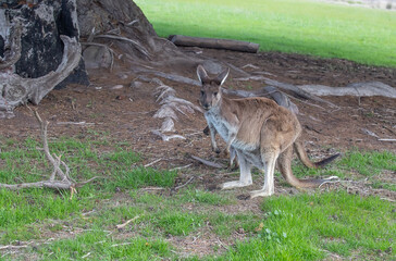 Very cute little wallaby kangaroo is grazing on a green meadow among flowers in Australia, wildlife and beauty in nature