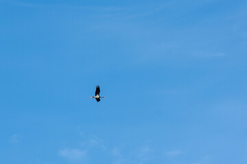 a huge flying black stork
