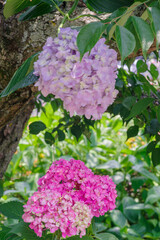 梅雨の晴れ間に咲く紫陽花の花