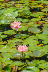 池に咲くハスの花
