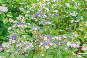 梅雨の晴れ間に咲く紫陽花の花