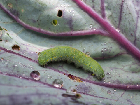 紋白蝶」の写真素材 | 201,131件の無料イラスト画像 | Adobe Stock