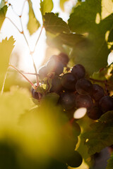 Grappe de raisin mûr au coucher du soleil, lumière dorée à travers les feuilles de vigne avant...