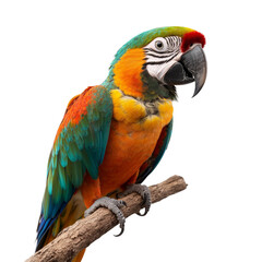 Obraz premium Vibrant Macaw Perched Gracefully on a Branch Against a Striking Black Background, Exuding Tropical Charm and Spirit.