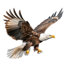 Fototapeta premium Striking Bald Eagle Soars Through the Sky, Displaying Its Magnificent Wings and Powerful Presence in Flight.