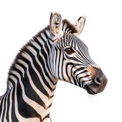 Fototapeta premium A Glorious Zebra Portrait Captivatingly Showcases Nature's Elegant Patterns Against a Striking Black Background.