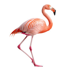 Fototapeta premium A Magnificent Flamingo Struts Gracefully Against a Solid Black Background, Showcasing Its Vibrant Pink Feathers