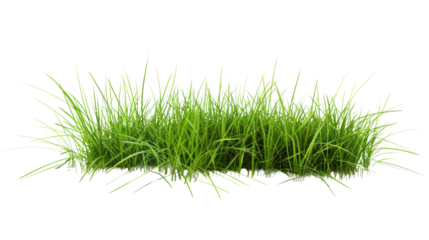 Patch of grass