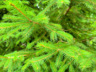 Pine tree close-up on a blurry background