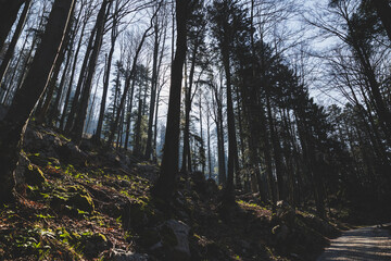 panoramica sugli alti e antichi alberi di un vasto bosco di montagna in Slovenia, in controluce, di giorno, in primavera
