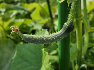 Naklejka premium 未成熟の胡瓜