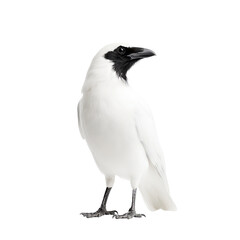 Fototapeta premium A striking white bird with a distinctive black face, showcasing its unique features and elegance.