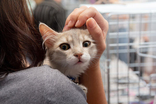 Young kitten stares at camera while being held by woman atpet adoption event