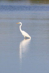 Elegant Great Egret Wading in Calm Water