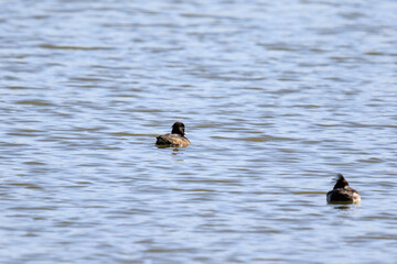 A Little Grebe Swimming Serenely on the Water