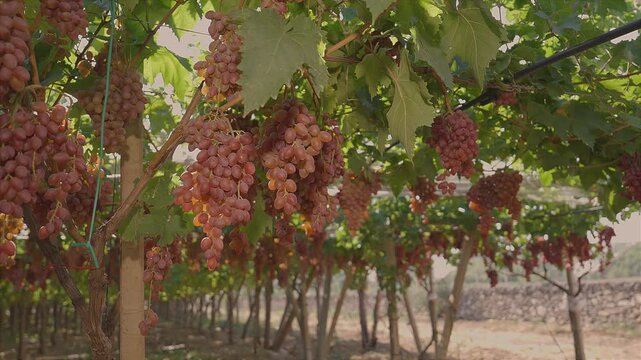 Bunches of red table grapes under an awning with a dry stone wall background.