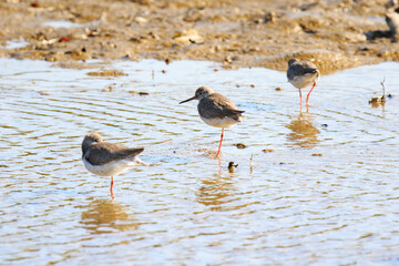A Flock of Common Redshanks Wading in Shallow Water