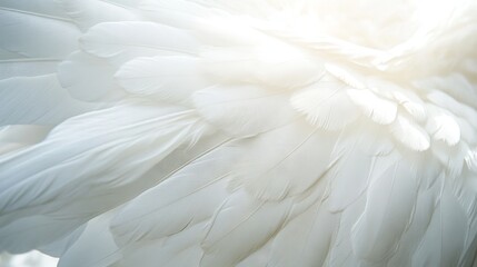 Obraz premium Closeup, white and feathers background for peace, calm and spirituality for God, religion and hope. Ai generated, feather and bird plumage for creative banner, texture or detail space for angel faith
