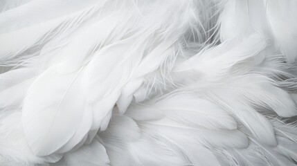 Obraz premium Closeup, white and feathers background for peace, calm and spirituality for God, religion and hope. Ai generated, feather and bird plumage for creative banner, texture or detail space for angel faith