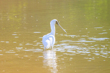 A Solitary Spoonbill Wading Through the Golden Waters