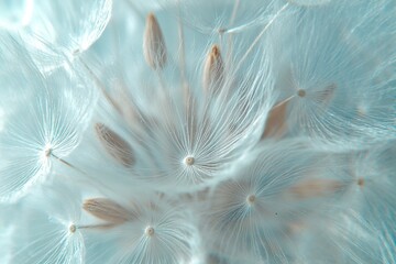 A close-up of a dandelion seed head, with the delicate seeds ready to be blown away by the wind