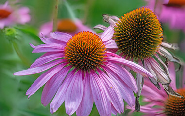 Echinacea purpurea purple coneflower during the summer months.