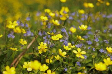 Obraz premium vista macro di vari piccoli fiori di campo di colore giallo e viola, in mezzo ad un prato verde, di giorno, in estate